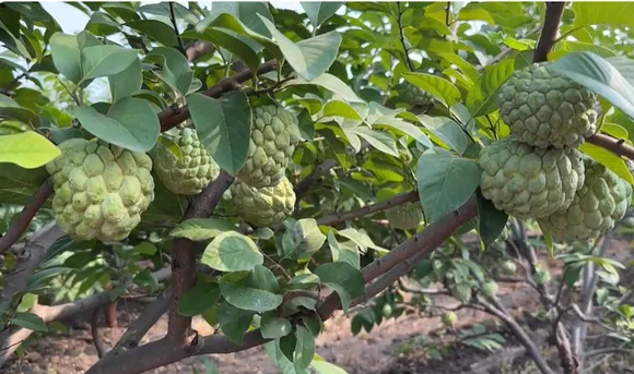Shridhar-Divekar-custard-apple-tree-30stades