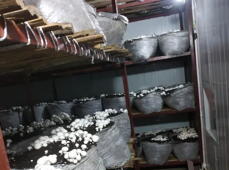 prabhu-ranjan-mushroom-bihar-racks-30stades