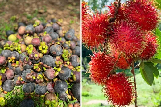 Kartik-suresh-exotic-fruits-farm-fresh-30stades