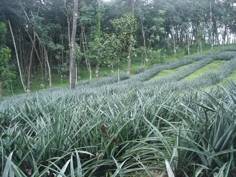 vazhakulam-pineapple-kerala-farm-30stades