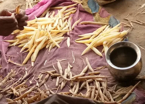shatavari-nimesh-verma-up-drying-peeling-30stades