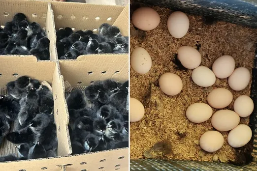 arun-shinde-Australorp-hens-chicks-eggs-30stades