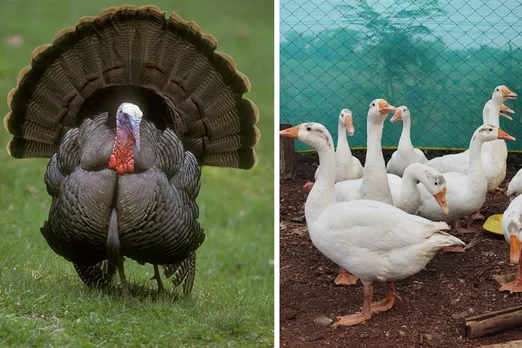 arun-shinde-Australorp-hens-turkey-ducks-30stades