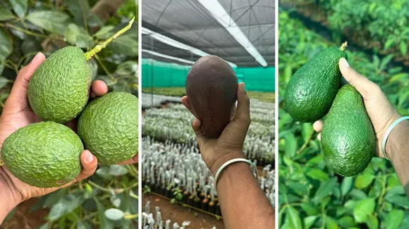 harshith-avocado-mysuru-varieties-30stades