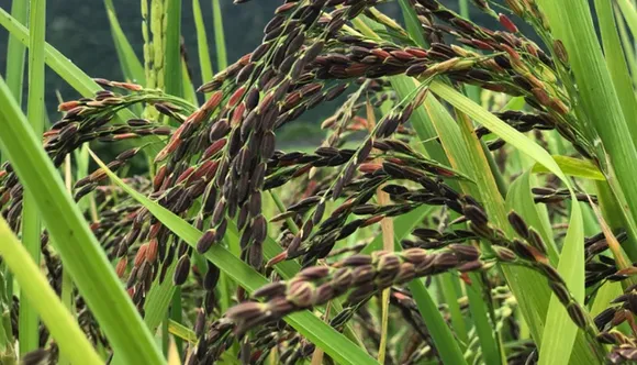 black-rice-manipur-fields-30stades