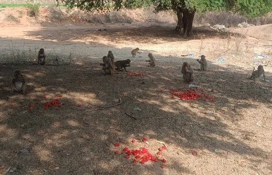 swaroopa-seed-saver-telangana-monkeys-30stades