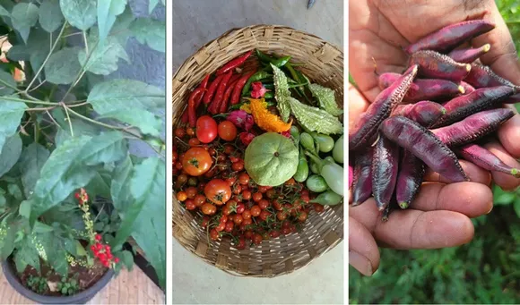 swaroopa-seed-saver-telangana-pagadala-tulsi-30stades