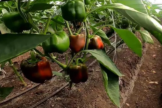 pranita-vaman-polyhouse-capsicum-on-plant-30stades