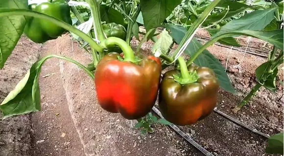 pranita-vaman-polyhouse-capsicum-on-tree-30stades