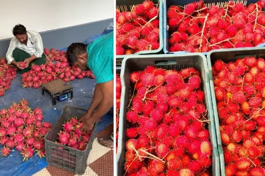 saju-mc-rambutan-post-harvest-30stades