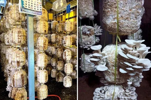 Santosh-bangar-oyster-mushroom-farm-30stades