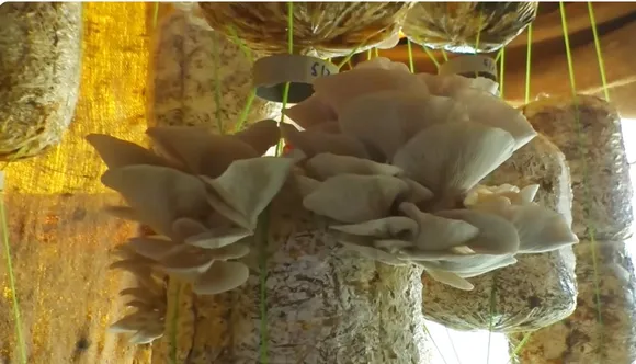 Santosh-bangar-oyster-mushroom-produce-30stades