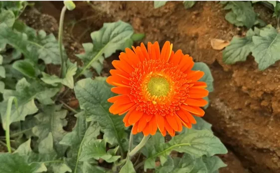 ankit-lande-gerbera-farming-flower-closeup-30stades
