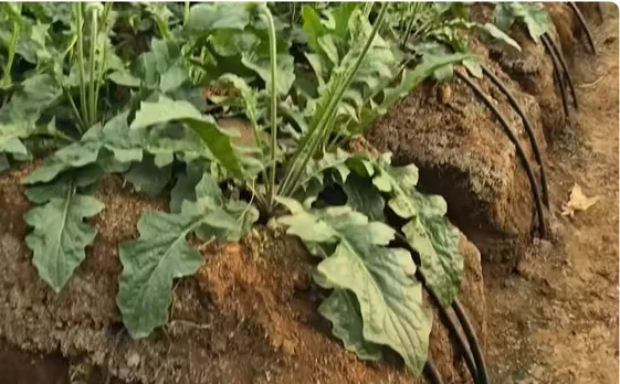 ankit-lande-gerbera-farming-raised-beds-30stades