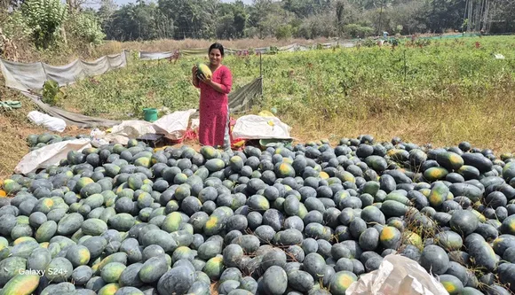 sreevidya-kasargod-farmer-water-melon-30stades