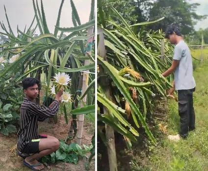 babuli-dragon-fruit-farm-sons-30stades