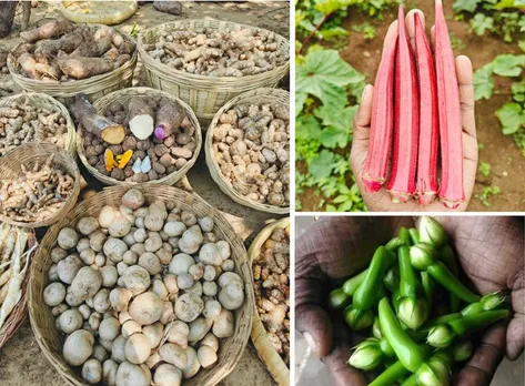 Sundar-r-seed-saver-pondicherry-tubers-30stades