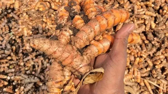 vinod-todkar-turmeric-big-root-organic-30stades
