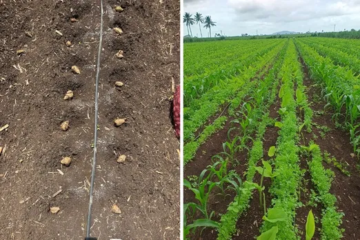 vinod-todkar-turmeric-sowing-coriander-30stades