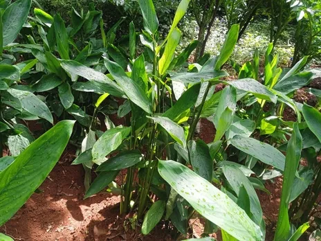 sibi-arrowroot-kerala-plantation-solo-30stades