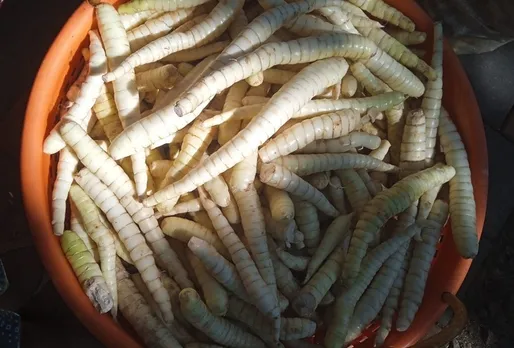 sibi-arrowroot-kerala-rhizomes-30stades