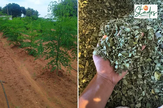 umesh-rao-moringa-dry-leaves-30stades