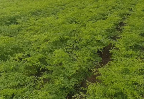 umesh-rao-moringa-high-density-30stades