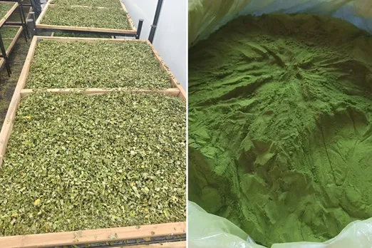 moringa-profitable-farming-powder-30stades