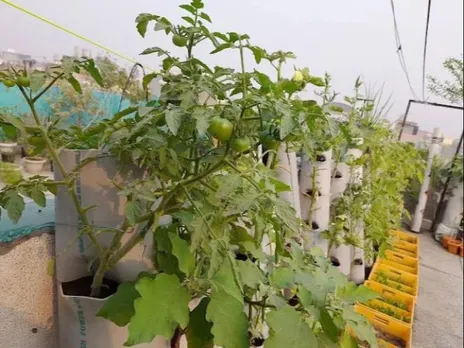 rooftop-gardening-small-space-pvc-pipes-30stades