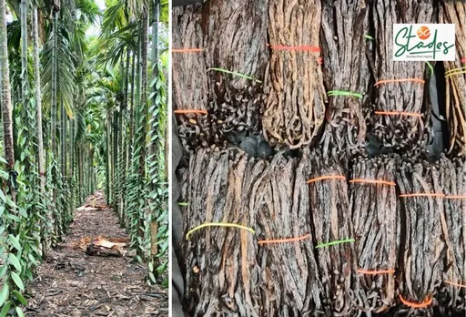 camerina-rabha-vanilla-dry-beans-30stades