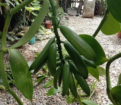 camerina-rabha-vanilla-fresh-beans-assam-30stades