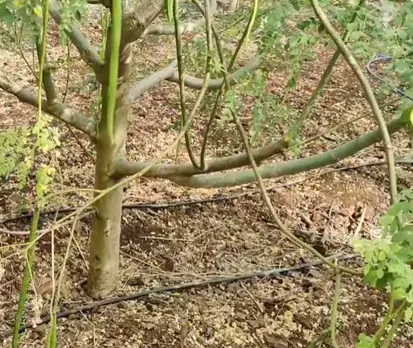 prakash-udagatti-drumstick-drip-irrigation-30stades