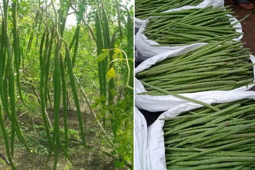 prakash-udagatti-drumstick-on-tree-harvest-30stades