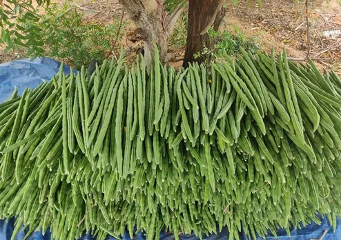 prakash-udagatti-moringa-belgaum-drumsticks-30stades