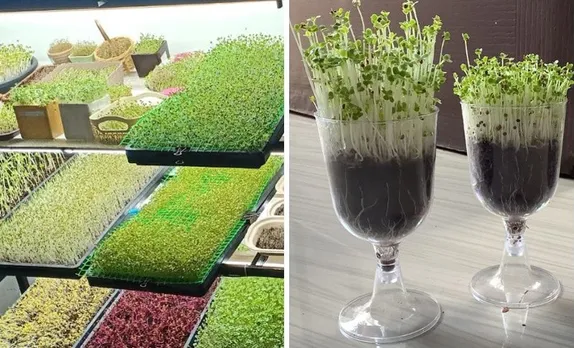microgreens-indoor-farming-glass-30stades