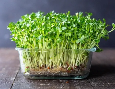 microgreens-indoor-farming-plastic-tub-30stades
