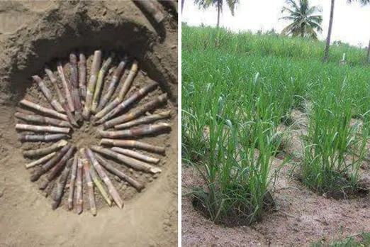 vijay-singh-sugarcane-ring-pit-technique-30stades