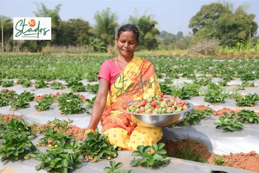 koraput-strawberry-farming-tribal-yellow-30stades
