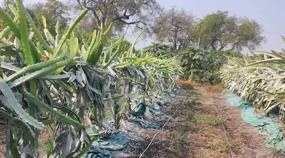 prasad-ramchawre-dragon-fruit-drip-30stades