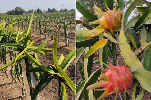 prasad-ramchawre-dragon-fruit-field-fruit-30stades