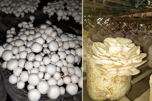 amit-kumar-mushroom-bihar-button-30stades