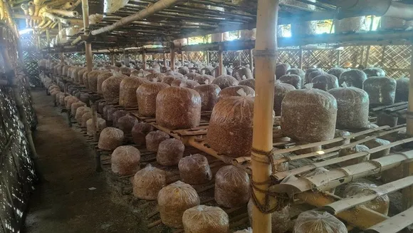 amit-kumar-mushroom-bihar-unit-30stades