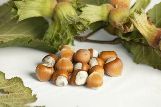 Hazelnuts