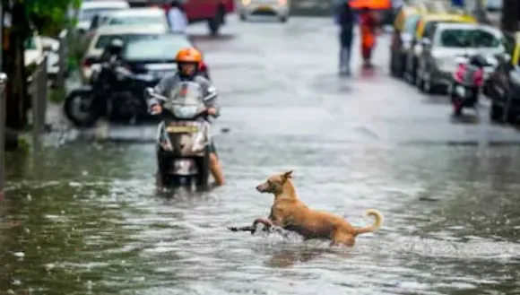 rain in maharashtra