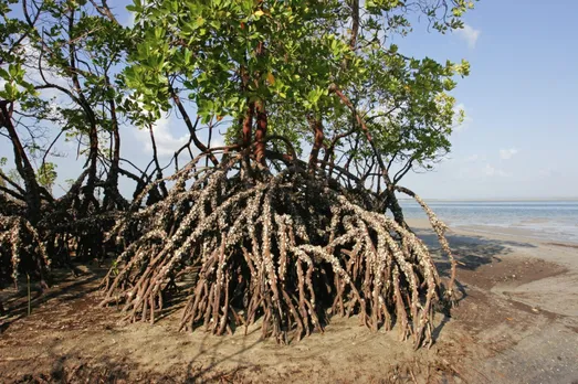 mangrove trees