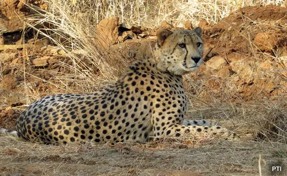 kuno cheetah