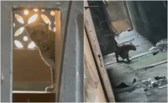 mufm4eb_leopard-in-mumbai_625x300_19_December_25