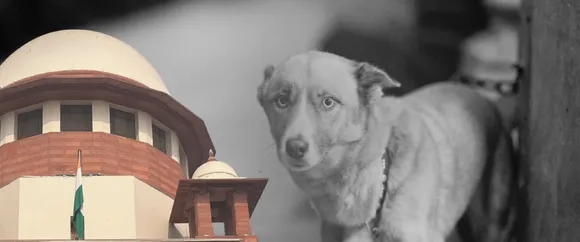 Stray dogs high court