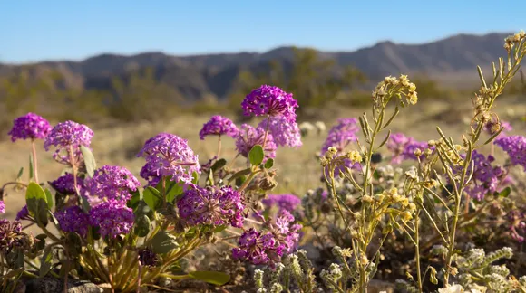 Joshua Tree National Park