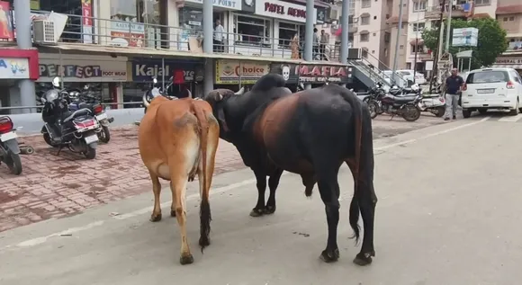 Stray Cattle